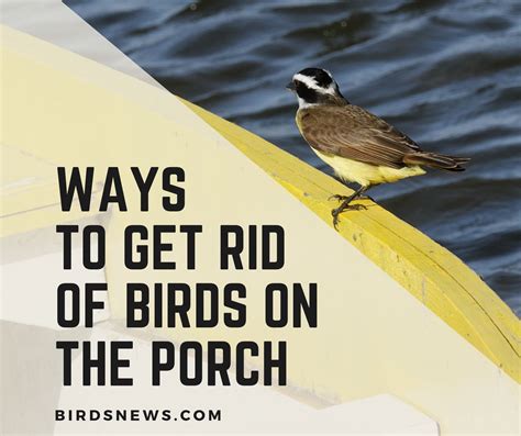 Proven Ways To Get Rid Of Birds On The Porch Birds News