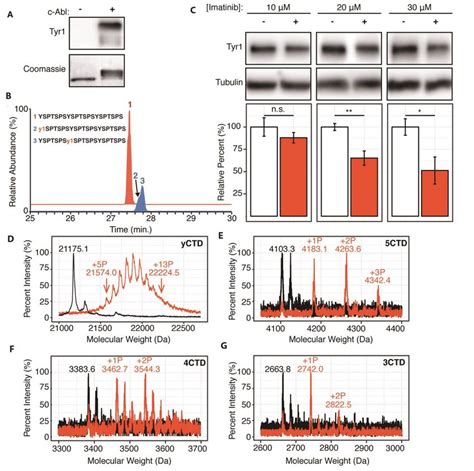 C Abl Kinase Phosphorylates Tyr Of Rna Polymerase Ii Ctd In Cells And