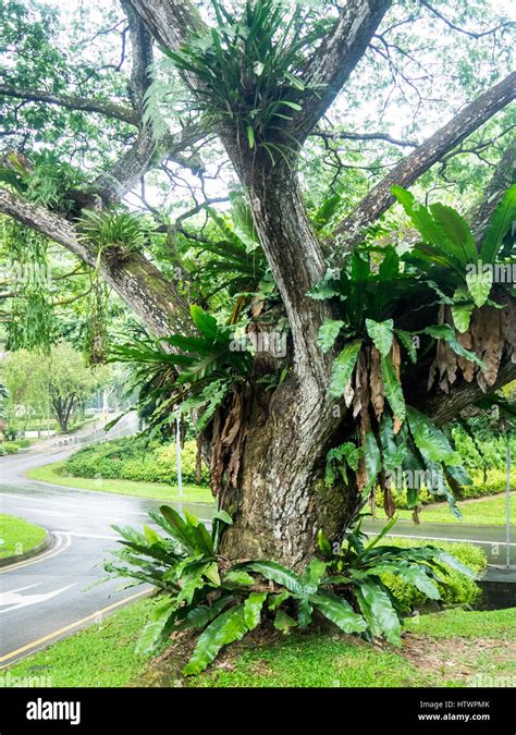 A Bird S Nest Fern Asplenium Nidus Growing On A Tree In A Parkland In