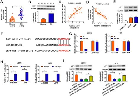 MiR 936 Directly Targeted LEF1 A And B RT QPCR And Western Blot