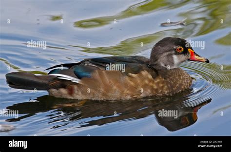 American Wood Duck (aix sponsa) male in Eclipse Plumage Stock Photo - Alamy