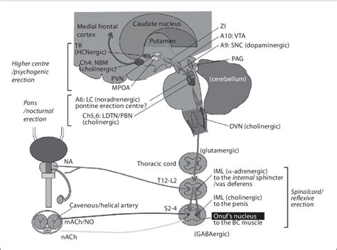 Neural Circuitry Relevant To PAG Periaqueductal Gray LC