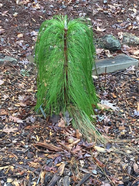 About 2 feet tall found at Ga state botanical gardens : r/whatsthisplant