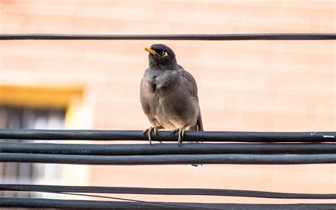 300+ Free Myna & Bird Images