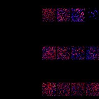 Effects Of Genistein Daidzein And Puerarin On The Proliferation Of