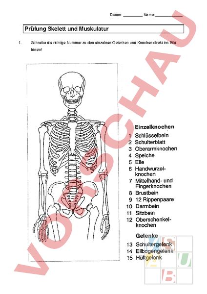 Arbeitsblatt Pr Fung Skelett Und Muskeln Biologie Anatomie