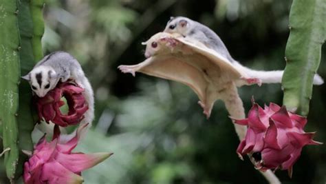 10 Land Animals That Can Fly Animals Around The Globe