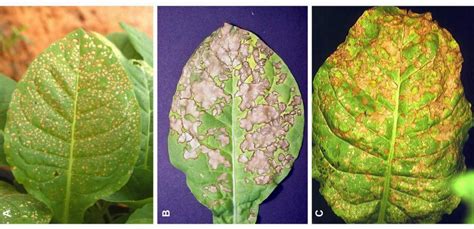 Anthracnose Plant Disease: The Full Treatment Guide