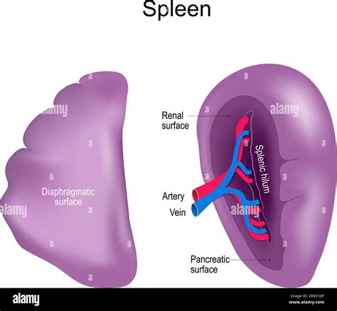 Spleen Visceral And Diaphragmatic Surfaces Of The Spleen Front And