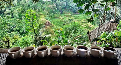 mengintip-pengolahan-kopi-luwak-bali-pulina-wisata-kuliner-kebun-kota - Coffeeland