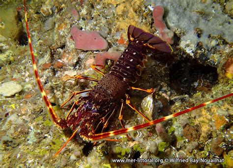 Description De Palinurus Elephas Langouste