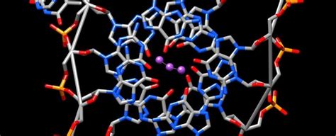 Unusual 'Quadruple Helix' Structure in DNA May Be Behind Rare Aging ...