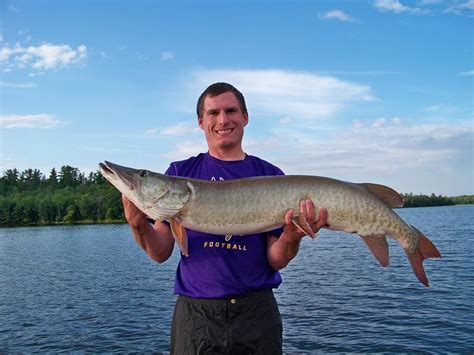 Big muskie caught on Lake of the Woods in Nestor Falls, ON on 8/2/2014 ...