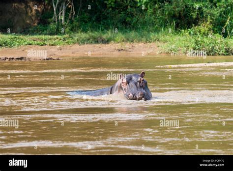 Hipopótamos En El Río Ishasha Hippopotamus Amphibius El Parque