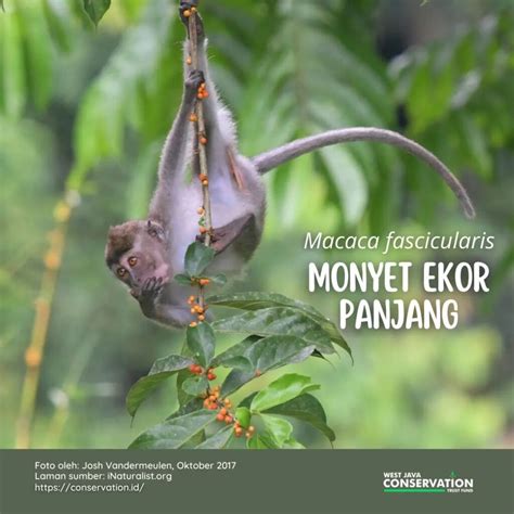 Info Spesies Macaca Fascicularis Monyet Ekor Panjang WJCTF