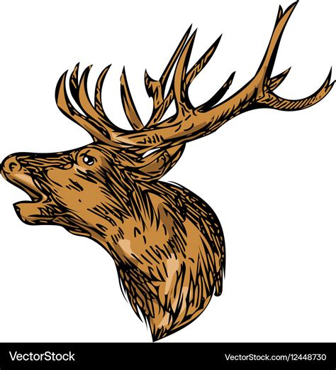 Red Deer Stag Head Roaring Drawing Royalty Free Vector Image