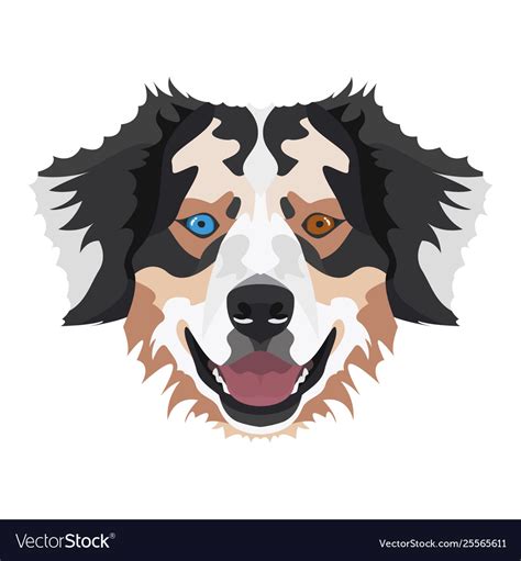 Australian shepherd Royalty Free Vector Image - VectorStock