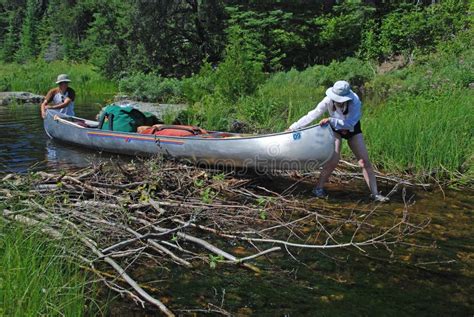 Clearing the Beaver Dam stock image. Image of summer - 18745723