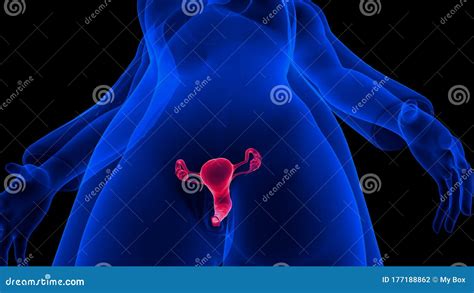 3d Illustration Female Reproductive System Stock Illustration