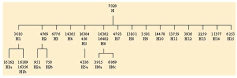 Haplogroup H Famous People : 23andme S New And Improved Maternal ...