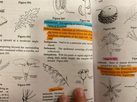 Inflorescence Terminology Flashcards Quizlet