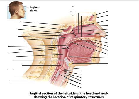 Sagittal Section Of The Left Side Of The Head And Neck Showing The