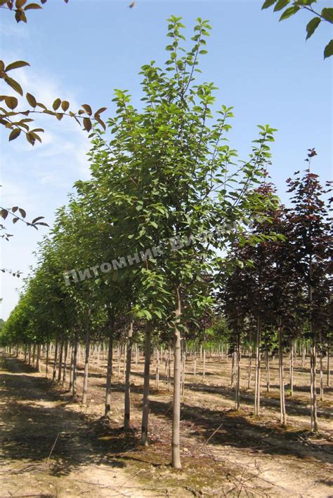 Черемуха Маака саженцы купить в Москве по цене от 500 руб.