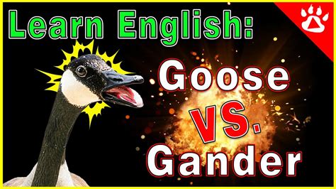 Learn English Idioms What S Good For The Goose YouTube