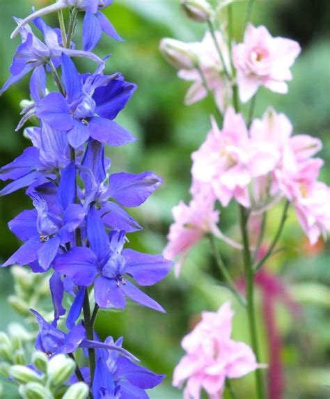 The Imperial Larkspur Mixture - Larkspur - Bouquet Flowers - Flowers ...