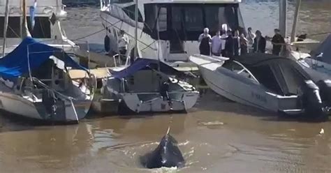 La Ballena De Puerto Madero Llegó Al Fútbol Cavenaghi Y Agüero