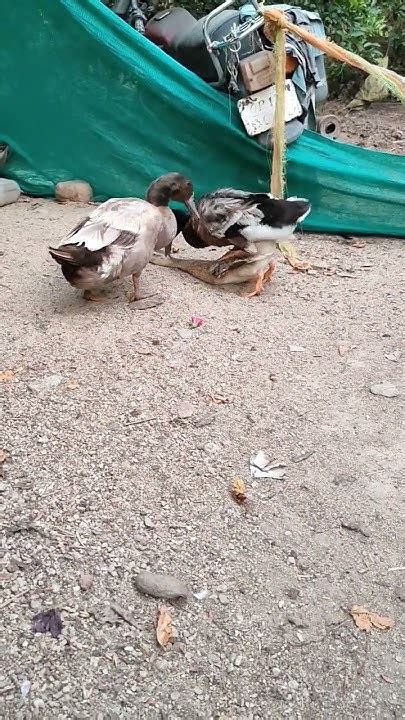 Indian Runner Duck Funny Mating Video Shortvideo Ducklover Shorts Short Breeding Cute