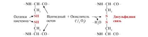 Рис. 1.9. Образование дисульфидной связи в молекуле белка