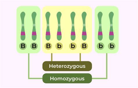 Difference Between Homozygous And Heterozygous - GeeksforGeeks