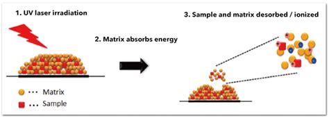 Matrix Assisted Laser Desorption Ionization Time Of Flight Mass Spectrometer Maldi Tofms