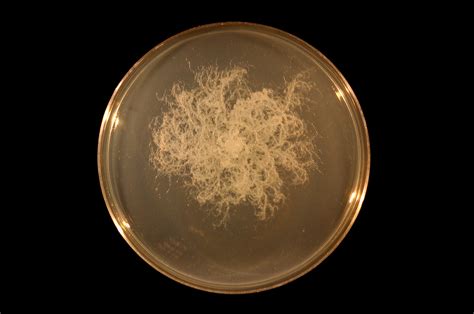 File:Bacillus mycoides on TY agar.JPG - Wikipedia