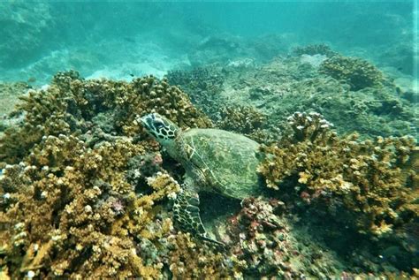 Caño Island Snorkeling Tour From Uvita Osa Great Adventure