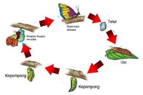 Metamorfosis Sempurna Pada Daur Hidup Kupu Kupu Riverspace - Riset