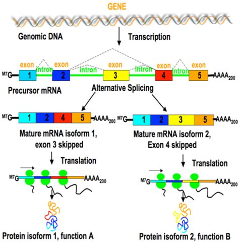 An Illustration Of How One Gene Can Give Rise To Two Different Isoforms