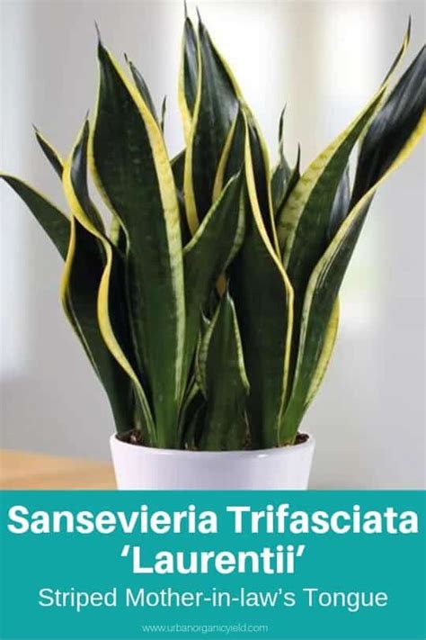 Snake Plant Flower Stalk Cinderella Roush