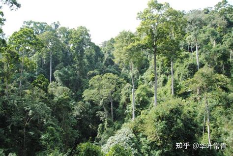 环环相扣，缺一不可，自然界中的生物都相互依存。超级巨树对生态环境至关重要，保护大树杜鹃，就是保护人类自己。 知乎