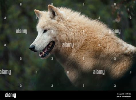 Lobo Rtico Canis Lupus Arctos Tambi N Conocido Como Lobo Blanco O