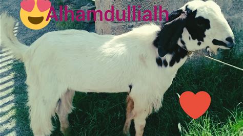 Alhamdullilah😍qurbani Ka Janwar Le Liya Mashallah 😍 Youtube