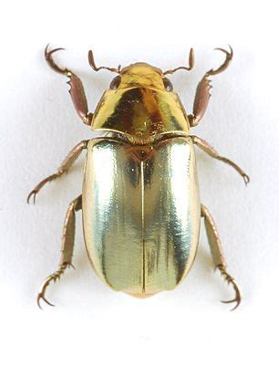 Jewel Scarab Beetle (Chrysina (= Plusiotis) strasseni) | Beautiful bugs ...