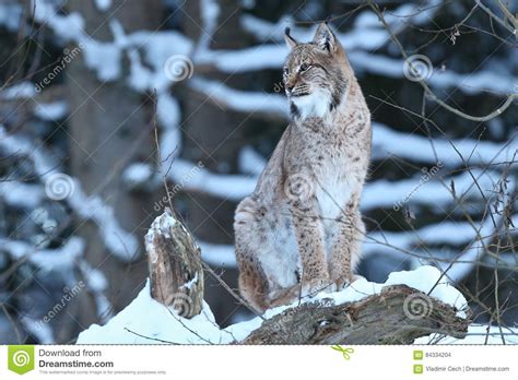 Eurasian Lynx In The Bavarian National Park In Eastern Germany Stock