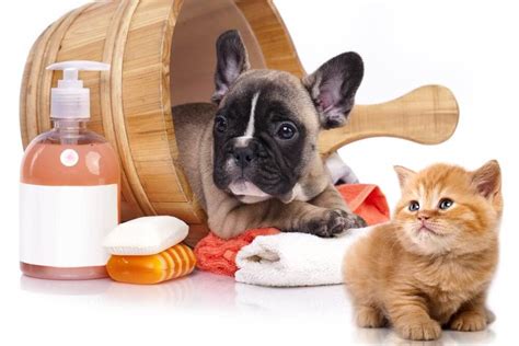 Fragrance Pet Care Product Enhancer | Fragrance Innovation Australia