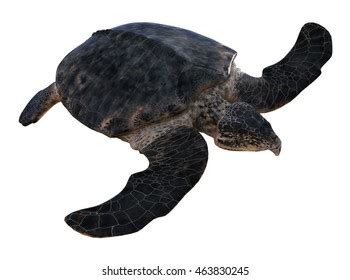 Archelon Turtle Images Stock Photos D Objects Vectors