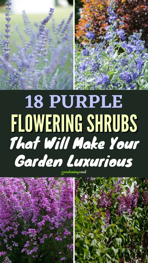 18 Purple Flowering Shrubs That Will Make Your Garden Luxurious