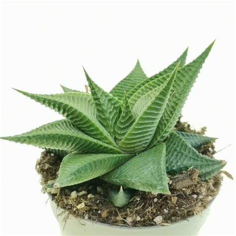 Haworthia Limifolia F Spiralis Cm Aloaceae Giromagi Vendita