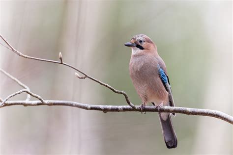 Garrulus glandarius Eurasian Jay nötskrika Uppland Sw Flickr