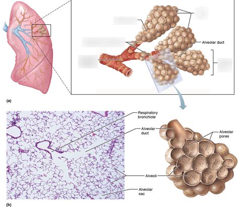 Figure 363b Structures Of The Lower Respiratory Tract Diagram Quizlet